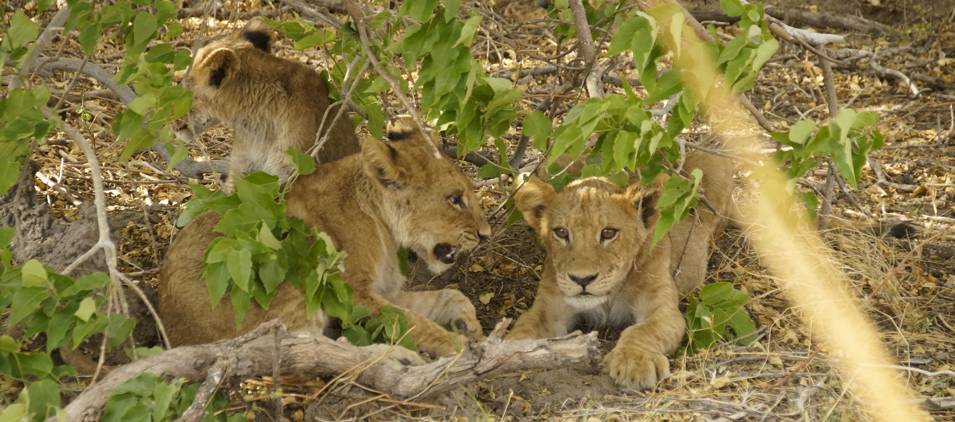 Lion kitten in the Okavango Delta